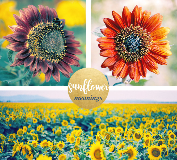 Sunflowers Meaning - fasremporium